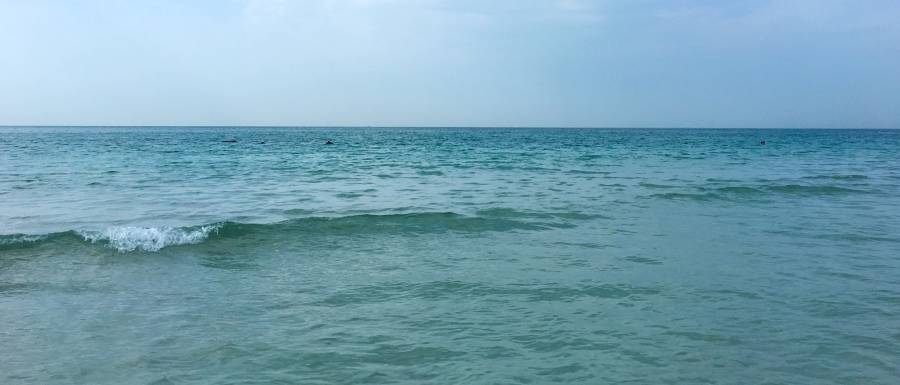 dolphins_img_5068.jpg dolphins_img_5068.jpg