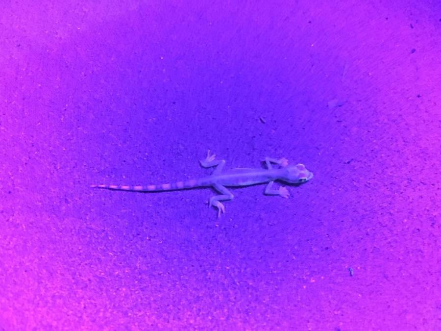 uvf17_fieldtrip_lizard.jpg uvf17_fieldtrip_lizard.jpg