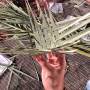 uvf17_fieldtrip_palmleaf_weaving_1.jpg