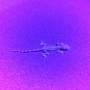uvf17_fieldtrip_lizard.jpg